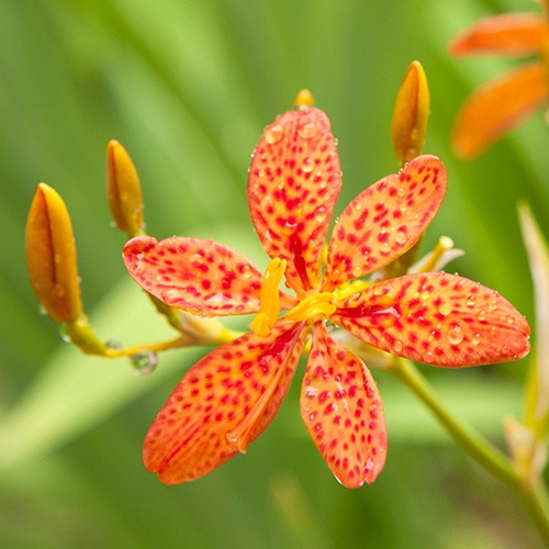 Belamcanda (blackberry Lily) Extract Sm