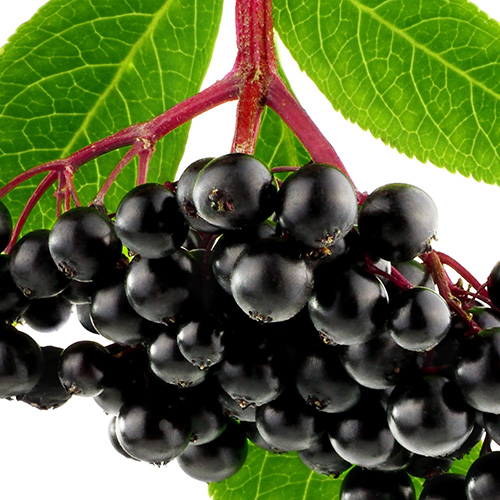 Elderberry Extract Sm Sq